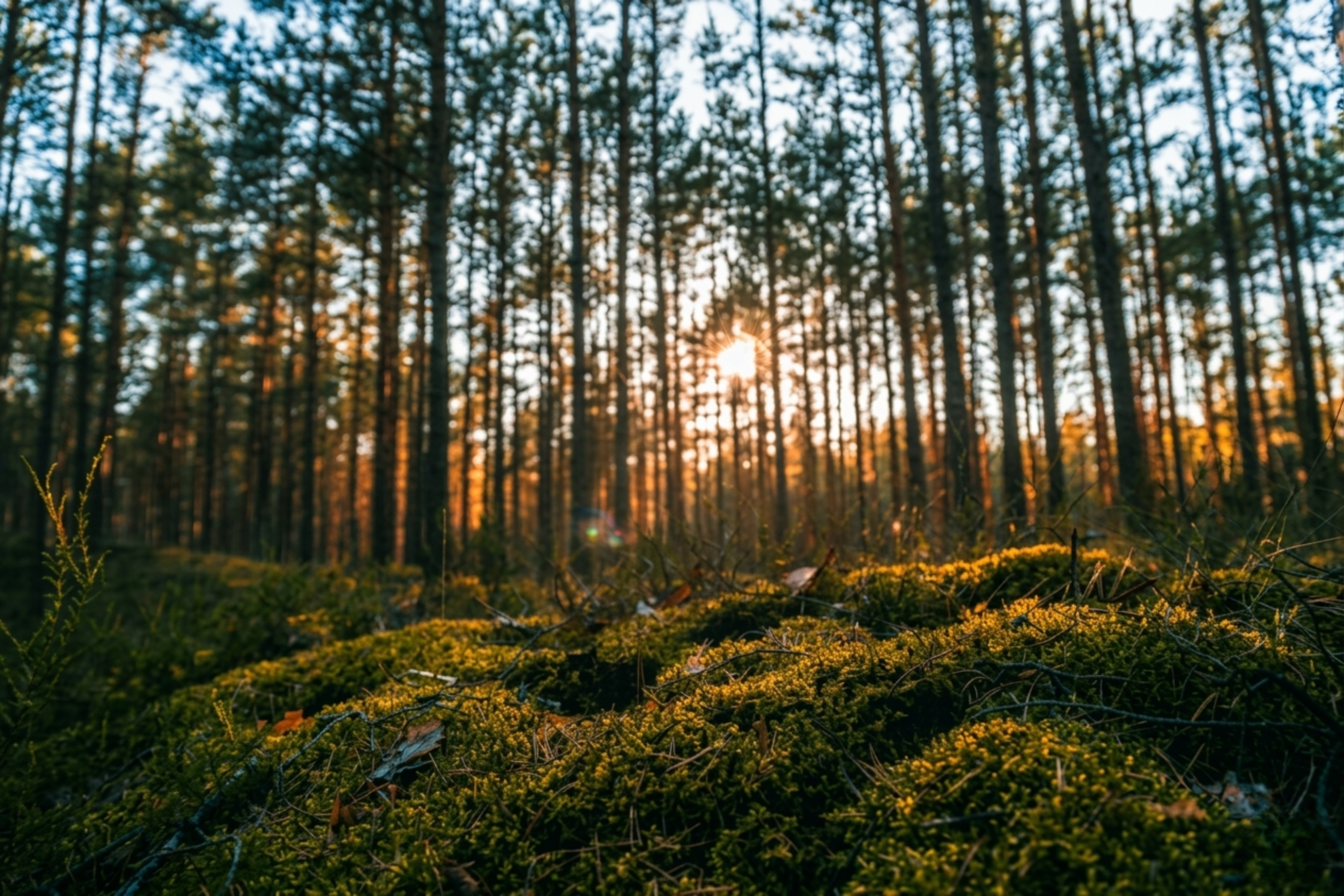 Latvian forest